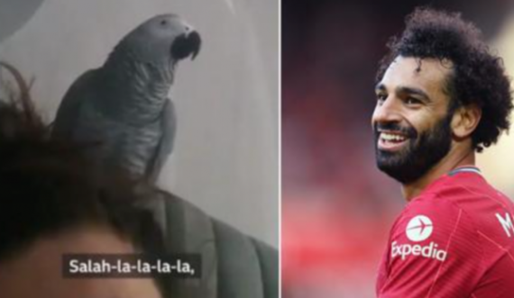 Tifozi special i Salah, papagalli i këndon këngë egjiptianit