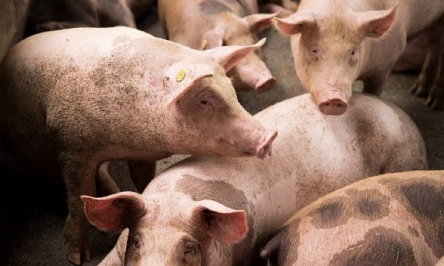Shkencëtarët gjermanë do të rrisin derra për të bërë transplantim të zemrës te njerëzit