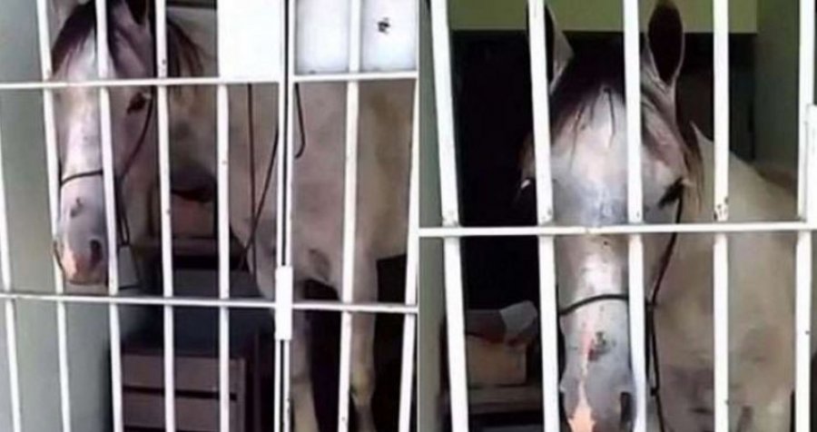 Ndodh edhe kjo: Kali futet në burg, arsyeja do t’ju habisë