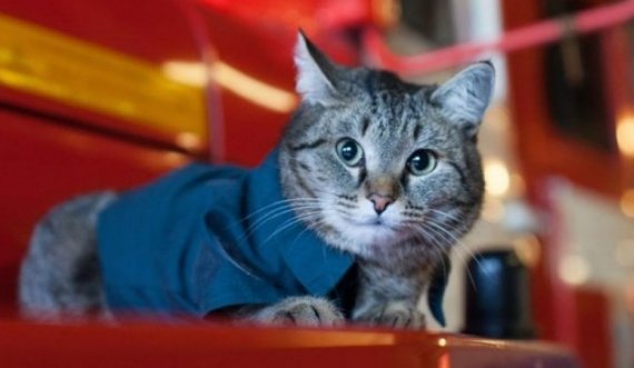 Një mace jeton në një stacion të zjarrfikësve dhe ka një detyrë shumë të rëndësishme në punë