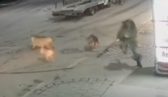Momenti kur një tufë e qenëve vërsulen drejt një vajze në Ferizaj