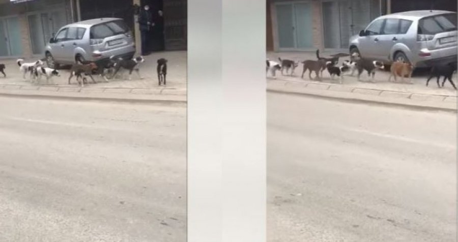 Secila lagje më me tepër prani të qenve endacakë, kjo është gjendja në rrugën “Bajram Bahtiri”