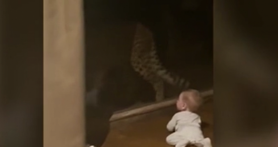Momenti kur leopardi tenton ta sulmojë foshnjën