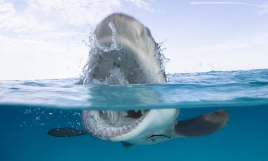 Peshkaqeni 4 metra sulmon për vdekje notarin, pamje nga momenti tragjik