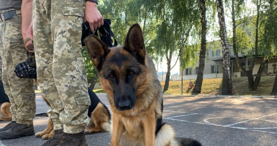 Kush i ka qentë hetues më të mirë, Kosova apo Amerika?