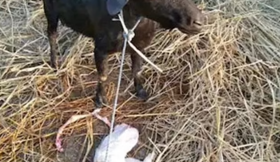 Lind dhia me fytyrë njeriu dhe me dy këmbë