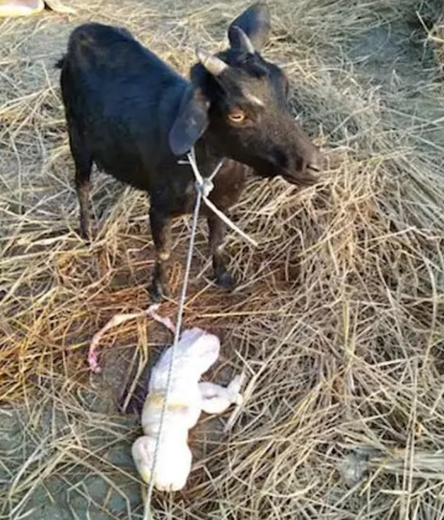 Lind dhia me fytyrë njeriu dhe me dy këmbë