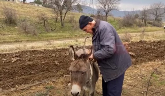 Çmimi i lartë i karburantit detyron bujkun të punojë tokën si në mesjetë me gomar 