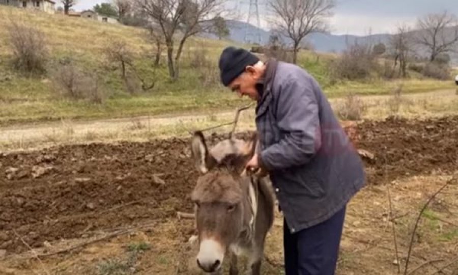 Çmimi i lartë i karburantit detyron bujkun të punojë tokën si në mesjetë me gomar 