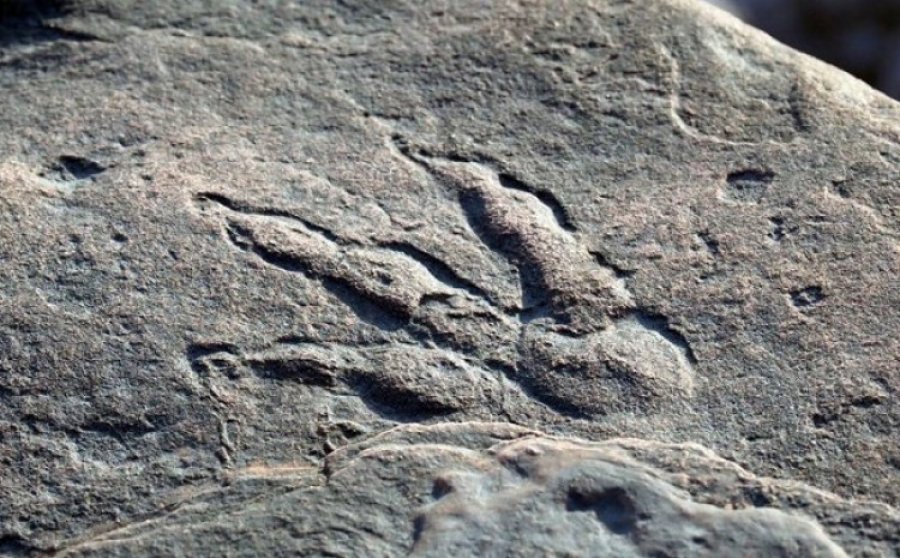 Zbulohen gjurmët e dinosaurëve të para 200 milionë vjetëve