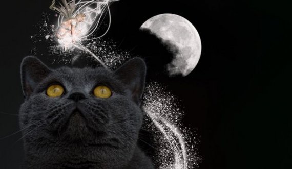 Thuhet se sjell ters kur të ndërpret rrugën, por çfarë simbolizon macja e zezë në ëndërr?