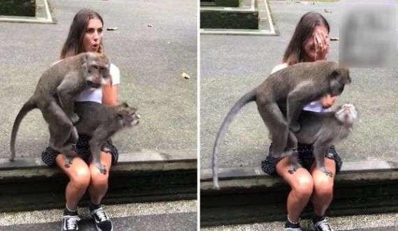 Majmunët befasojnë turisten, bëjnë marrëdhënie në prehrin e saj