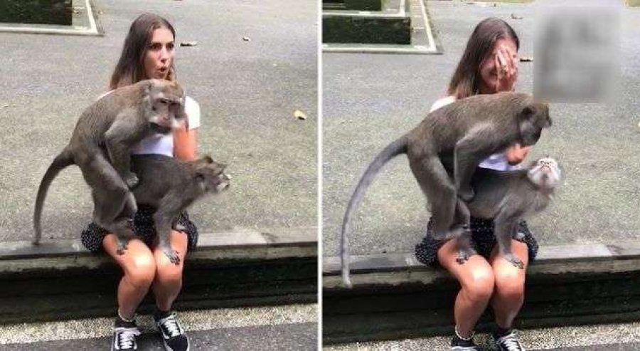 Majmunët befasojnë turisten, bëjnë marrëdhënie në prehrin e saj