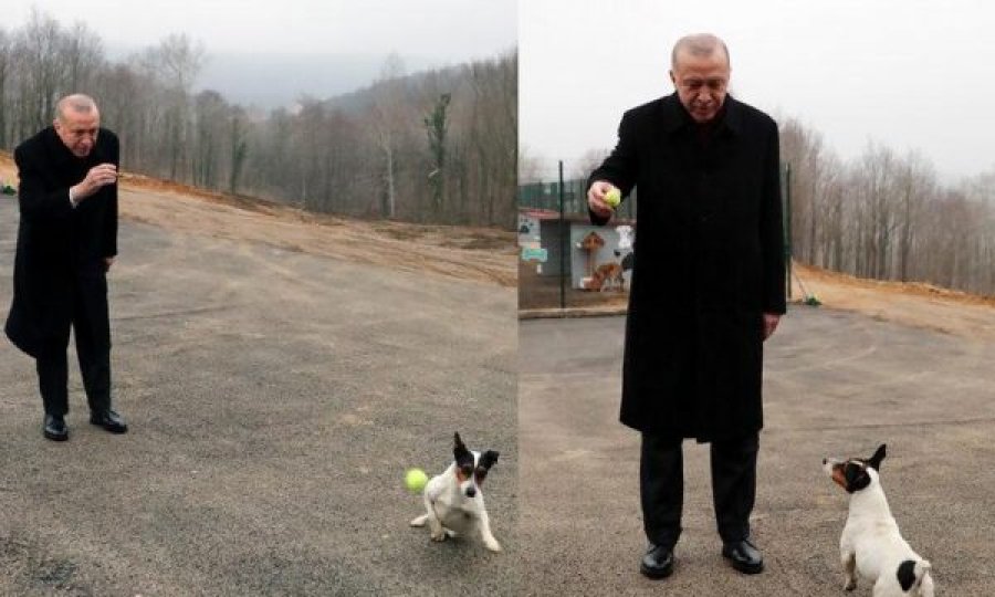 Erdogan kënaqet me qenushin e dëgjueshëm në një strehimore në Turqi: Ai po i pret në ajër të gjithë topat