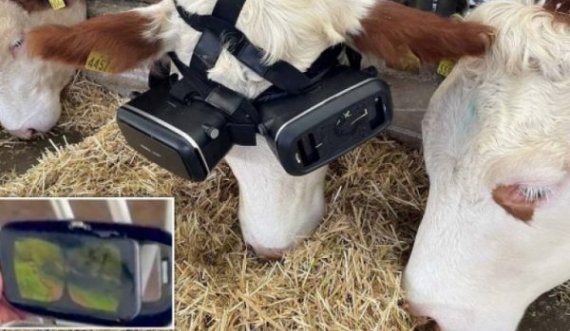 Interesante: Fermeri iu vendos lopëve kufje VR, thotë se kjo ndikoi në rritjen e ‘prodhimit’ të qumështit