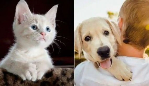 Ky është vendi që i trajton kafshët shtëpiake njësoj si fëmijët në rast divorci