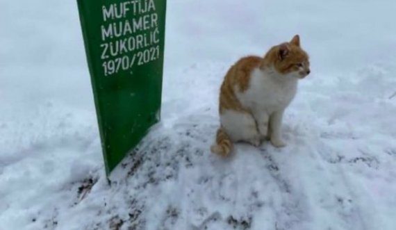 Dy muaj pas vdekjes së myftiut Zukorlic, macja nuk i ndahet nga varri