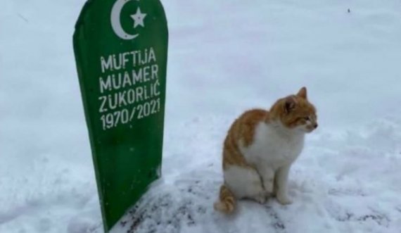 Macja e myftiut Muamer Zukorliq vazhdon të qëndrojë te varri i pronarit të saj, edhe dy muaj pas vdekjes së tij