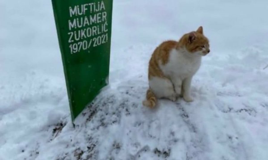Dy muaj pas vdekjes së myftiut Zukorlic, macja nuk i ndahet nga varri
