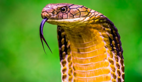 Studimi: Helmi i gjarpërinjve dhe pështyma e njeriut kanë origjinë të njëjtë