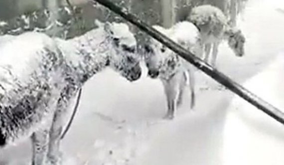 Deri në 1.5 metër borë – gomarët ngrijnë nga acari