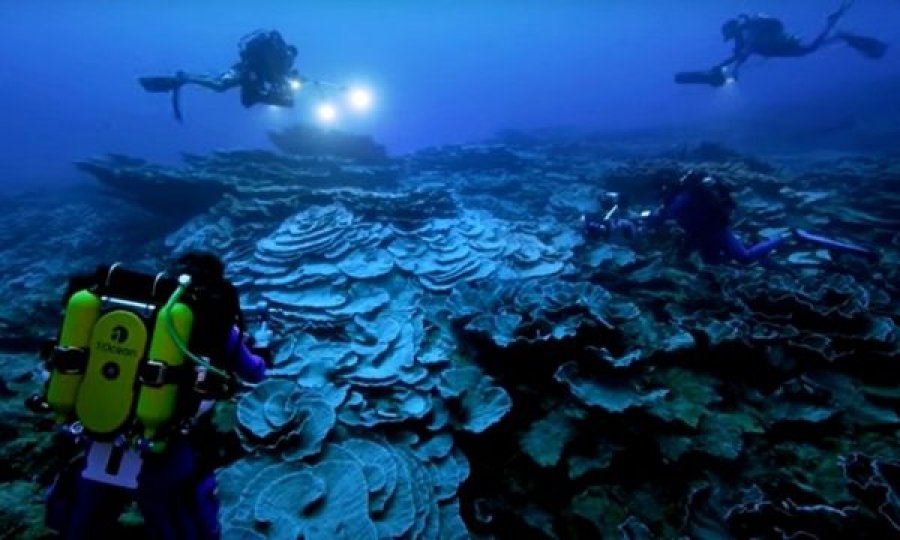 Zbulohet një shkëmb i rrallë koral në Tahiti