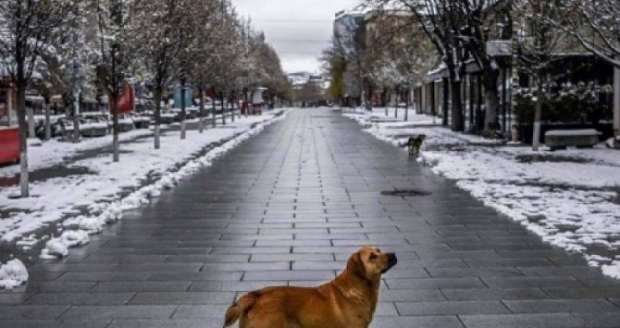 'Fëmijët më kanë zhgënjyer' 50-vjeçari vendos ti lejë pasurinë qenit të tij