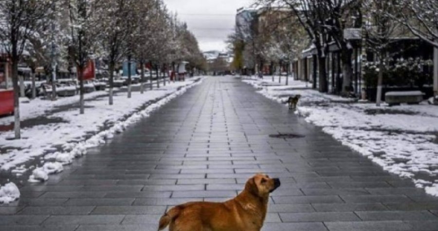 'Fëmijët më kanë zhgënjyer' 50-vjeçari vendos ti lejë pasurinë qenit të tij