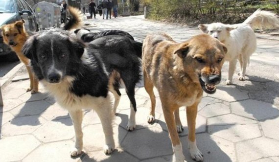 Komuna e Gjakovës u bën thirrje qytetarëve që të mos i braktisin qentë