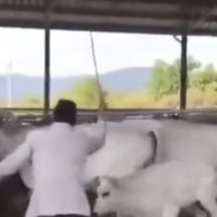Hakmarrja e viçit, pasi nëna e tij u godit me kamxhik, bëhet virale në rrjet