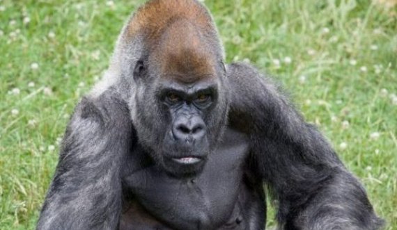 Gorilla më i vjetër në botë ndërron jetë pak ditë pas vdekjes së shoqes