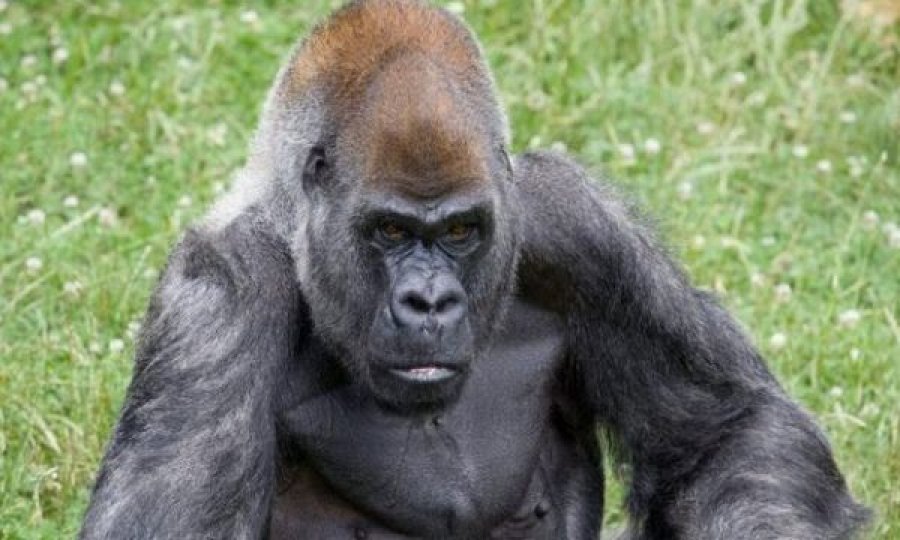 Gorilla më i vjetër në botë ndërron jetë pak ditë pas vdekjes së shoqes