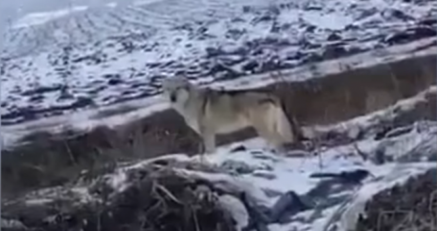 Ujku ‘shëtitet’ në rrugët e Komoranit (Video)