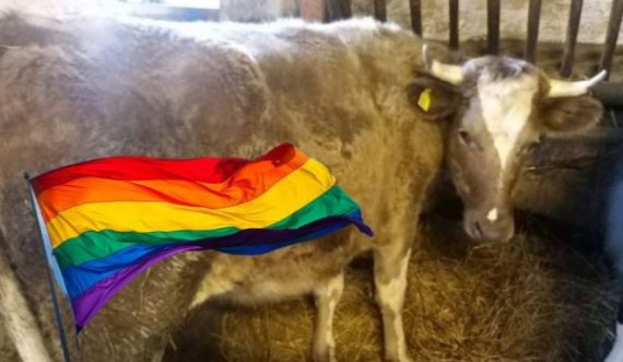 Aktivistët e LGBT shpëtojnë lopën nga therja: Ndihet ‘dem’, është transgjinore
