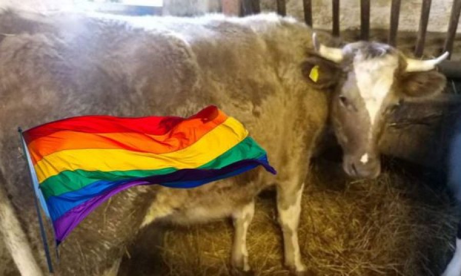 Aktivistët e LGBT shpëtojnë lopën nga therja: Ndihet ‘dem’, është transgjinore