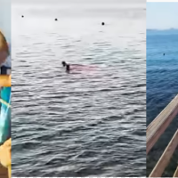 Momenti kur peshkaqeni sulmon për vdekje turisten në Egjipt