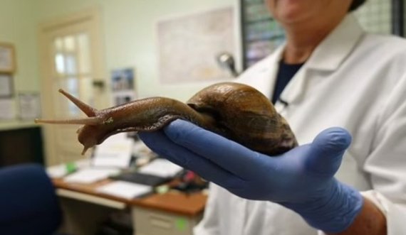 Kërmilli gjigant që e futi Floridën në karantinë