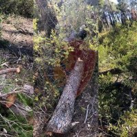 Shqiptari goditet nga trungu i pemës, humb jetën në vend