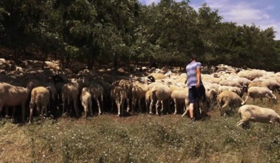 Policia e Kosovës në aksion, kap 57 dele dhe 6 lopë ‘pa letra’