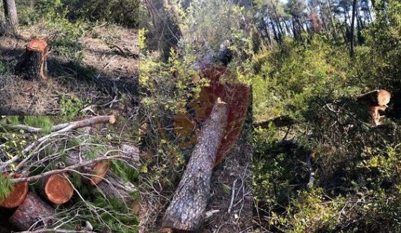 Shqiptari goditet nga trungu i pemës, humb jetën në vend