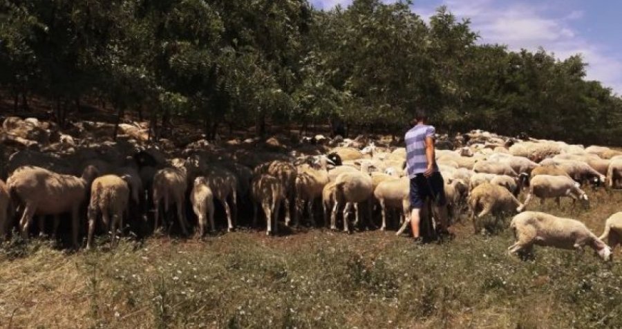 Policia e Kosovës në aksion, kap 57 dele dhe 6 lopë ‘pa letra’