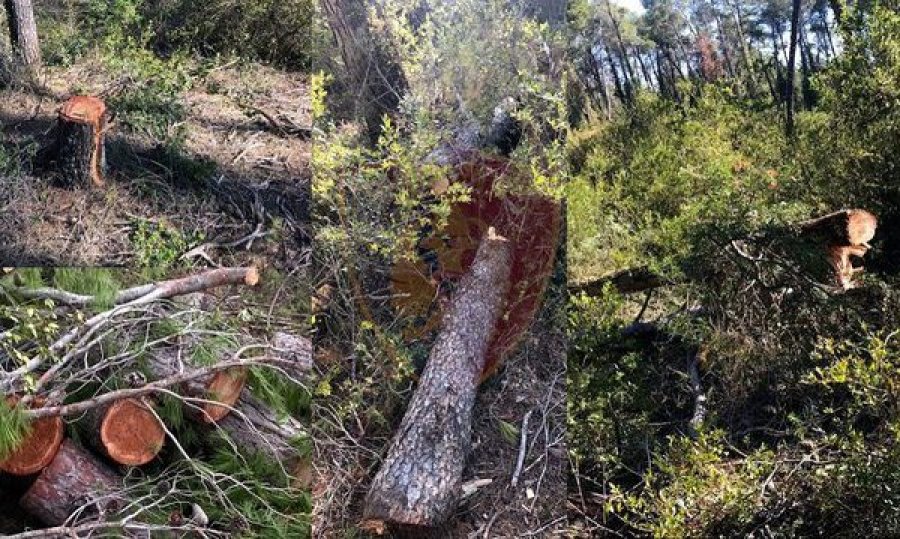 Shqiptari goditet nga trungu i pemës, humb jetën në vend