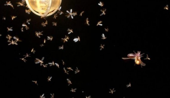 8 sëmundjet që transmetohen nga mushkonjat