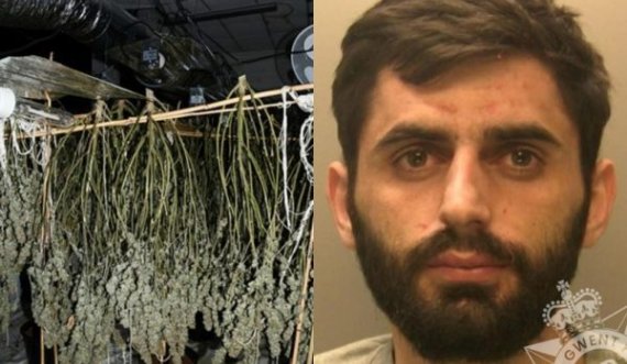 Arrestohet në Britani shqiptari që drejtonte fabrikën e kanabist me vlerë 150 mijë paund