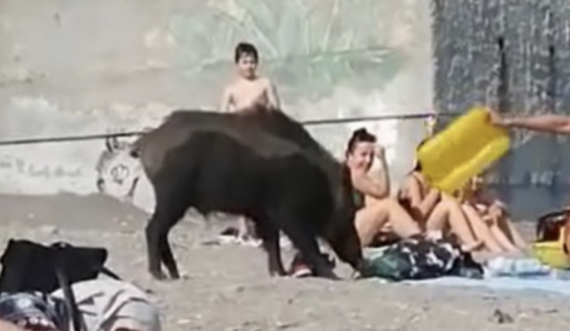 Sulmohet dhe kafshohet nga derri i egër në plazh, gruaja rrëfen tmerrin e pazakontë në mes të Italisë