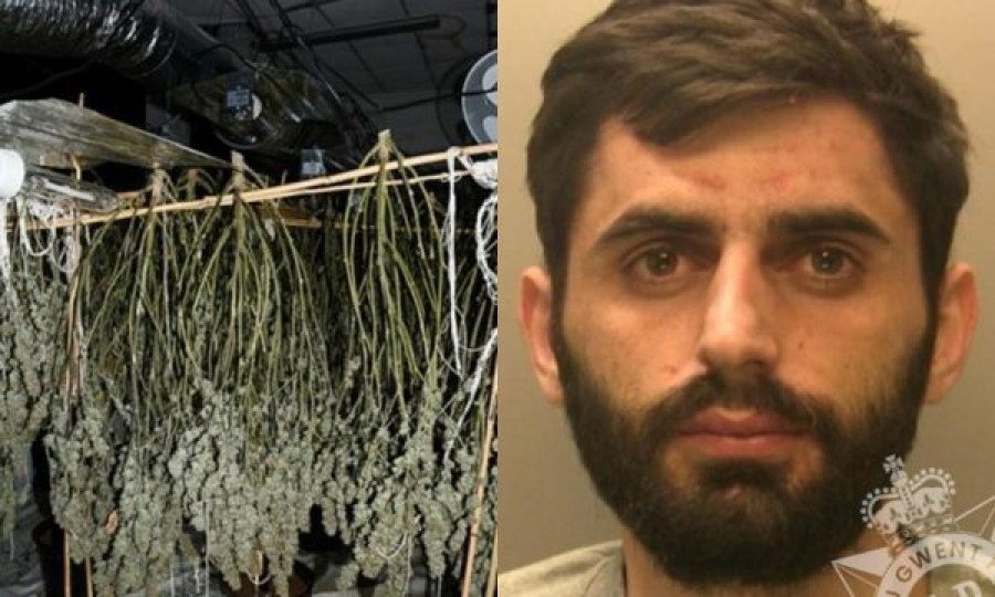 Arrestohet në Britani shqiptari që drejtonte fabrikën e kanabist me vlerë 150 mijë paund