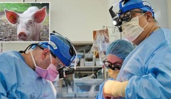 Zemër derri te njeriu, dy pacientë e kalojnë me sukses transplantin