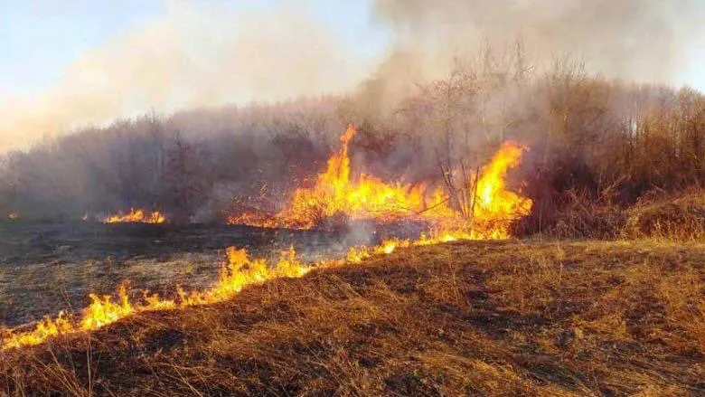 Digjen 20 ari grurë në Prizren