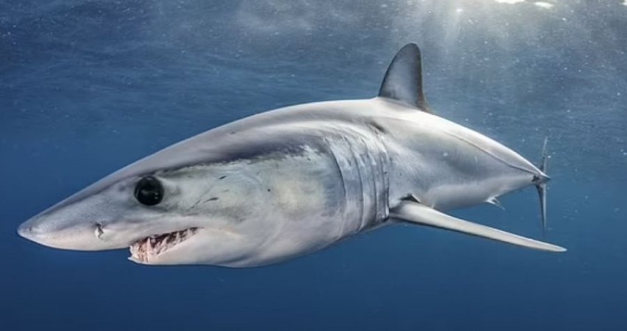Peshkaqeni më i shpejt në botë kapet duke notuar në Barcelonë