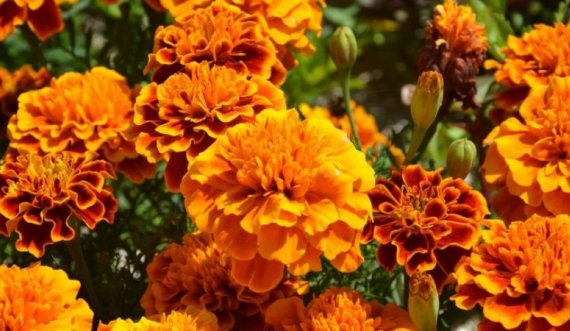 Disa bimë për të mbajtur mizat, mushkonjat dhe insektet e tjera larg shtëpisë tuaj